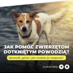 pl(ua | en) Jak pomóc zwierzętom dotkniętym powodzią? Sprawdź, gdzie i jak możesz je wesprzeć!…